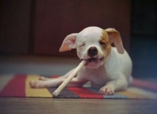 FILHOTE CEGO E SURDO PROVA QUE TODO ANIMAL MERECE UMA SEGUNDA CHANCE