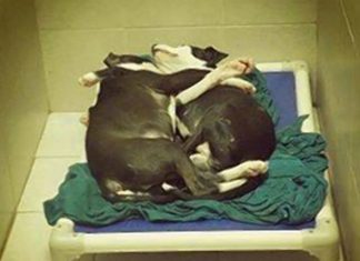 FILHOTE DE PIT BULL É CÃO-GUIA DE IRMÃO QUE NASCEU CEGO