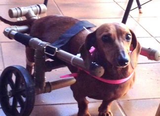 VOLUNTÁRIO FAZ CADEIRA DE RODAS PARA DOAR PARA CACHORROS DEFICIENTES