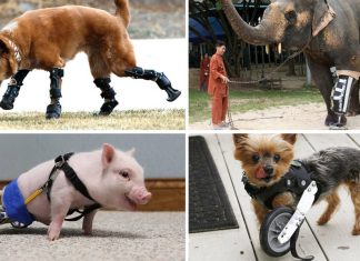 SEGUNDO EVENTO DA CAMPANHA “ADOTE UM PET COM DEFICIÊNCIA” ACONTECE NESTE DOMINGO