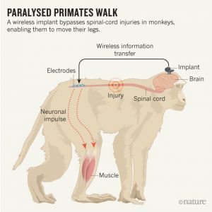 monkey-graphic-online_nature