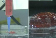 CARTILAGEM CULTIVADA EM LABORATÓRIO PODERÁ ‘RECONSTRUIR PARTES DO CORPO’