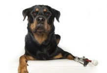 ANIMAIS COM DEFICIÊNCIA FAZEM ENSAIO FOTOGRÁFICO