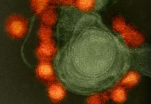 ZIKA PODE REDUZIR TESTOSTERONA E CAUSAR ATROFIA TESTICULAR, INDICA ESTUDO