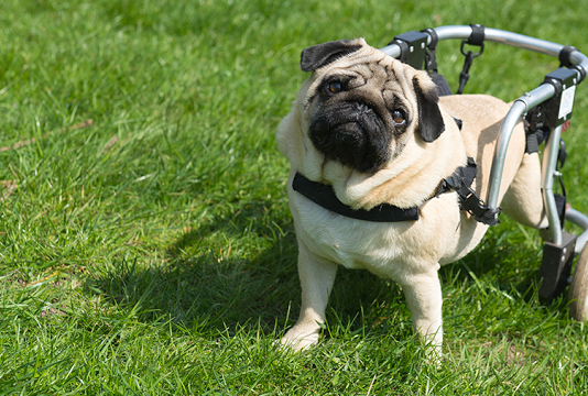 ENTENDA O QUANTO É MARAVILHOSO É ADOTAR UM PET COM DEFICIÊNCIA