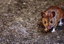 NOVA DROGA EM TESTES PARA DIABETES CONTROLOU ALZHEIMER DE RATOS, DIZ ESTUDO