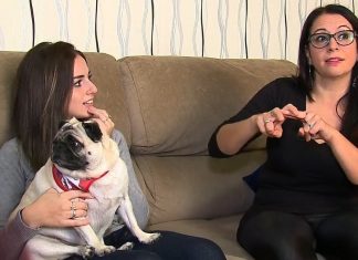 CACHORRINHA APRENDE COMANDOS EM LIBRAS PARA ENTENDER OS DONOS – LIBRAS ON-LINE
