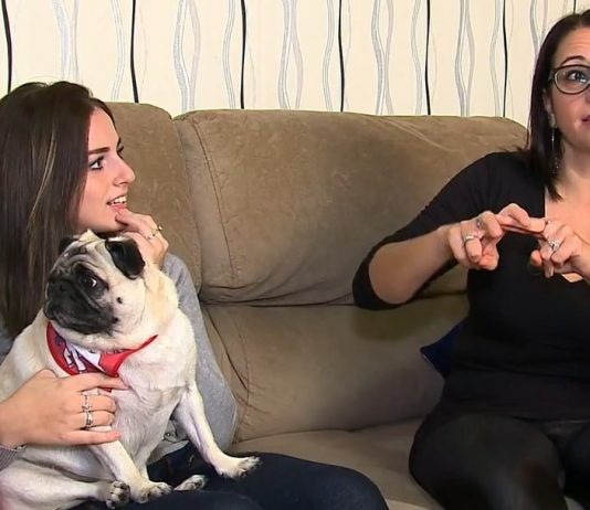 CACHORRINHA APRENDE COMANDOS EM LIBRAS PARA ENTENDER OS DONOS – LIBRAS ON-LINE