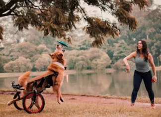 PROJETO EM REDE SOCIAL REÚNE PESSOAS QUE ADOTAM CÃES COM DEFICIÊNCIA