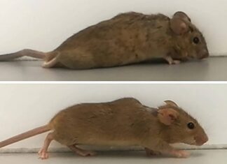 CIENTISTAS ALEMÃES FAZEM RATOS PARALISADOS VOLTAR A ANDAR | EXAME